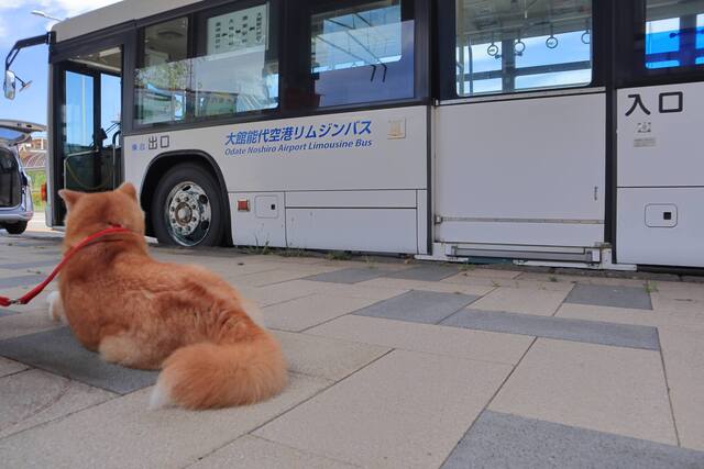 犬と一緒にバスに乗れるのか？持ち込み時の条件について解説！